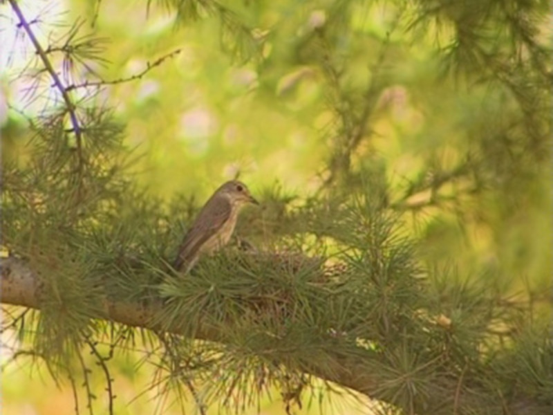 Un pájaro en un ramo de pino con hojas verdes y un fondo borroso de luz amarilla y verde.