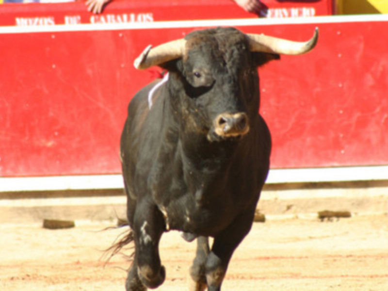 Un toro negro con cuernos blancos corriendo en una plaza de toros, con el cartel 'BIZOS DE CABALLOS' en el fondo.