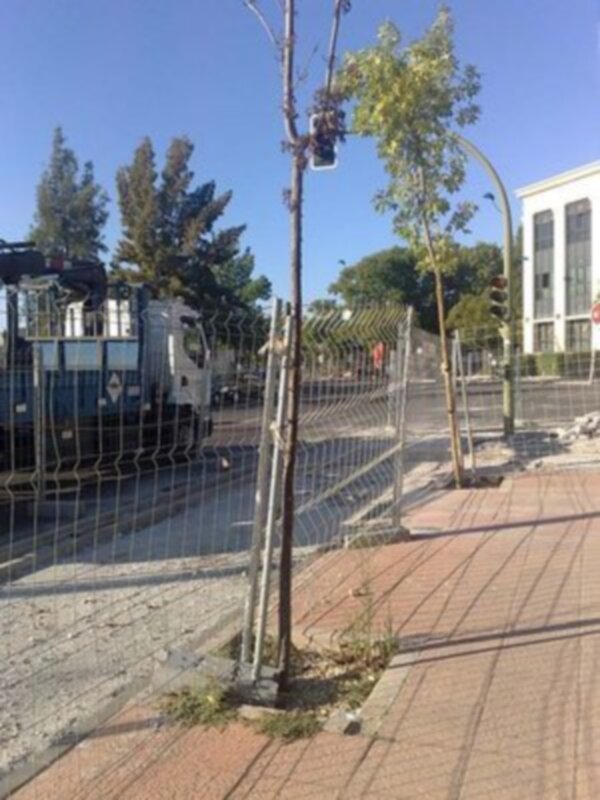 arboles muertos