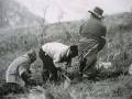 Tres personas trabajando en un campo, posiblemente cosechando o plantando. La escena muestra una actividad agrícola en un paisaje rural con montañas al fondo.
