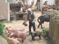 Un pequeño escenario de animales y personas en una miniatura. Hay cerdos, un toro y varios personajes que parecen estar trabajando en una granja. La escena está rodeada de vegetación y detalles que crean un ambiente rural.