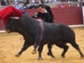 Un torero enfrenta a un enorme toro en una plaza de toros. El toro, con su caparaz rojo y el torero vestido de negro, se mueven en una arena de ladrillos rojos.