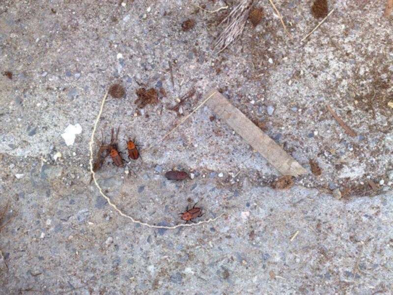 JORNADA PRÁCTICA SOBRE EL MANEJO DE LAS HERRAMIENTAS DISPONIBLES PARA EL CONTROL INTEGRADO DEL PICUDO ROJO DE LAS PALMERAS.