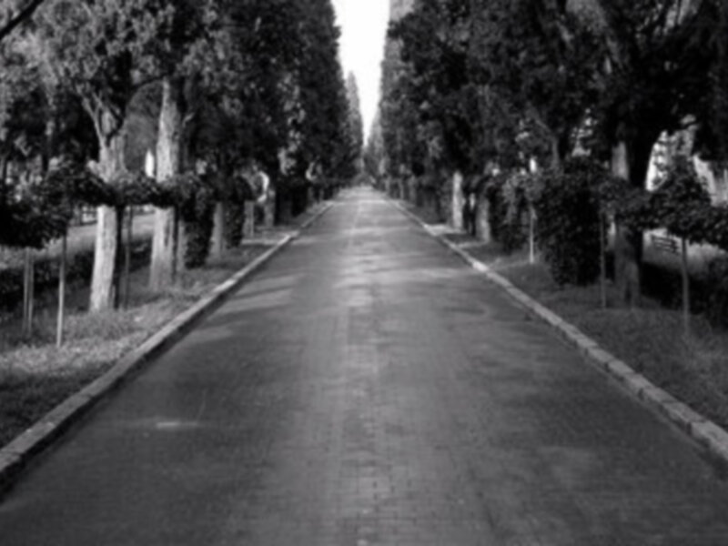 Estrada estreita com árvores ao longo de ambos os lados, em preto e branco.