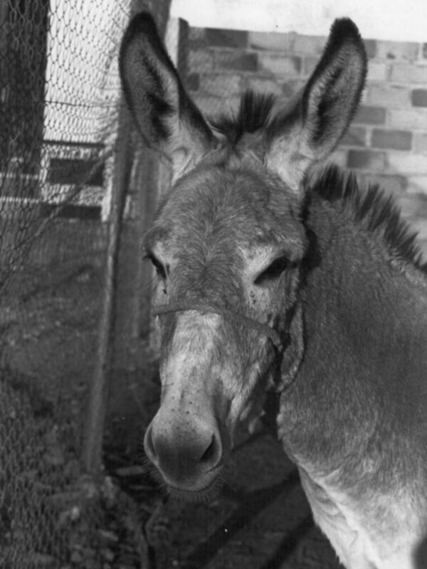 Un burro en blanco y negro, mirando hacia la izquierda. El fondo muestra una cerca de malla metálica y un muro de ladrillos.