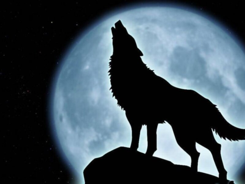 Un lobo en silueta contra un cielo estrellado y una luna azul brillante, pareciendo cantar al viento.