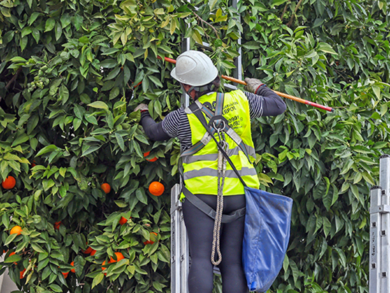 Trabajador recogiendo naranjas de un árbol en una plantación.