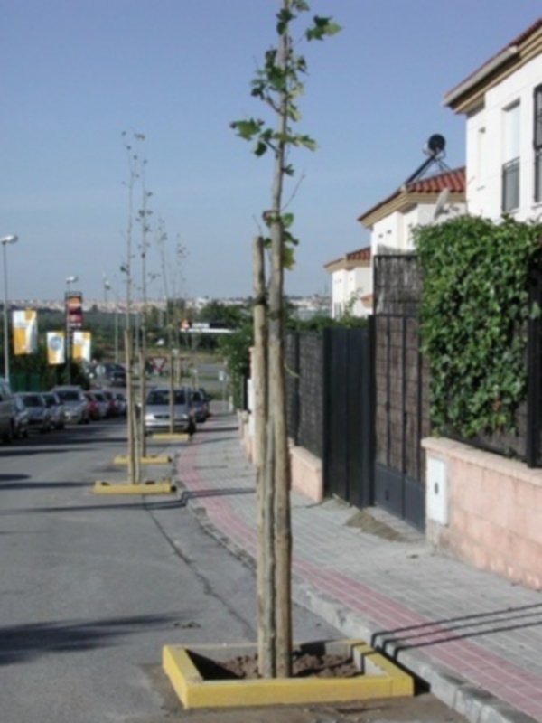 Gines: más arbolado para las calles de La Panadera