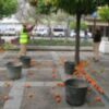 Recogida de naranjas en el centro de Sevilla