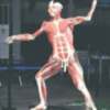 Si eres amante de la anatomía, Body Worlds es tú exposición.