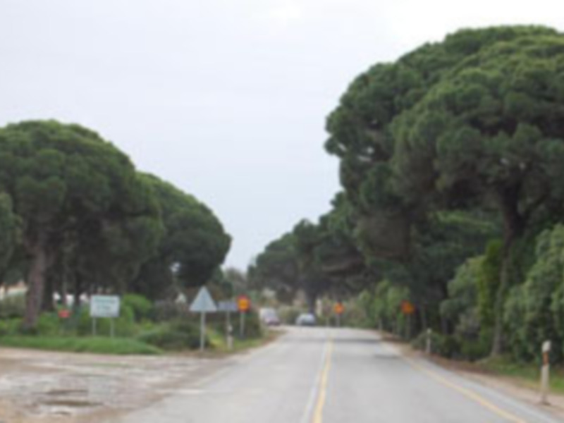 Ecologistas de Chipiona advierten sobre posible tala de pinos   centenarios por obras en carretera de Rota.-