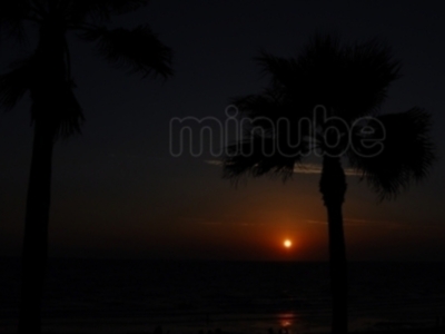 Puesta de sol en la playa con siluetas de palmeras.