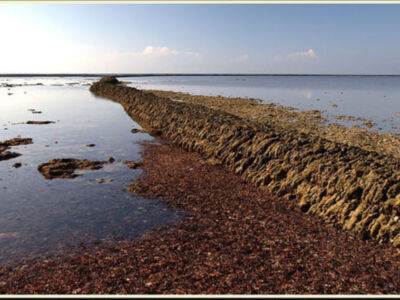 Una imagen de una costa con rocas y arena, el agua está tranquila y hay un camino de tierra que lleva al horizonte.