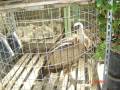 Un pájaro en una jaula de metal, con un fondo de madera y vegetación.