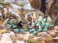 Un hombre con sombrero y ropa de trabajo está trabajando en un jardín miniatura rodeado por rocas y plantas. La escena parece ser una representación de un jardín en miniatura con detalles minuciosos.