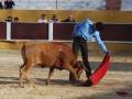Un torero con un paño rojo intenta controlar a un toro en una plaza de toros. La escena es típica de la tauromaquia, con el toro en movimiento y el torero preparado para su próximo movimiento.