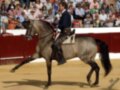 Un jinete monta un caballo en una arena llena de espectadores. El caballo lleva la inscripción "JN" en el flanco derecho, y el jinete lleva un traje formal. La arena está rodeada por una cerca roja y el público observa la actuación con interés.