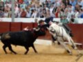 Un toro negro corre furiosamente hacia la derecha, mientras un jinete en un caballo blanco se desplaza rápidamente detrás. La escena está rodeada por un público entusiasta y una cerca roja, con un poste de madera en el fondo.