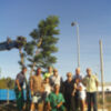 Trasplantada una araucaria de un domicilio particular a la rotonda  del camino de Jerez( Chipiona)