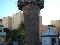 Un tronco de palmera con una bolsa de plástico envuelta en su cima, situado en un entorno urbano con edificios y una calle.