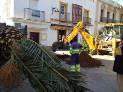 Trabajadores en un área de construcción, con una excavadora y una palmera caída.
