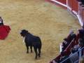 Una corrida de toros en un anillo ovalado con arena dorada. Un torero con capa roja y espuelas está frente a un toro negro, mientras que el público observa desde las gradas. La imagen captura la tensión y el espectáculo de esta tradicional fiesta española.