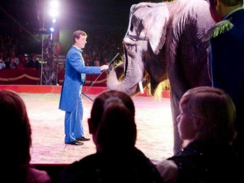 El conde de Salvatierra debuta como domador de elefantes en el circo mundial en Sevilla.