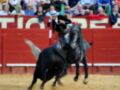 Un torero monta un caballo negro en la plaza de toros, luchando contra una res negra. La imagen captura el entusiasmo de los espectadores detrás del muro rojo.