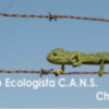 TERMINA LA XIX CAMPAÑA VERANIEGA DE PROTECCIÓN DEL CAMALEÓN(Chipiona) 