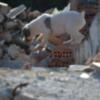 Homologados en Andalucía 12 perros para salvar vidas con Método Arcón el sistema de salvamento más eficaz y galardonado del mundo