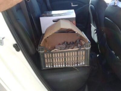 Un cajón de una caja de cartón está colocado en el asiento trasero de un vehículo, con su interior lleno de pequeñas figuras.
