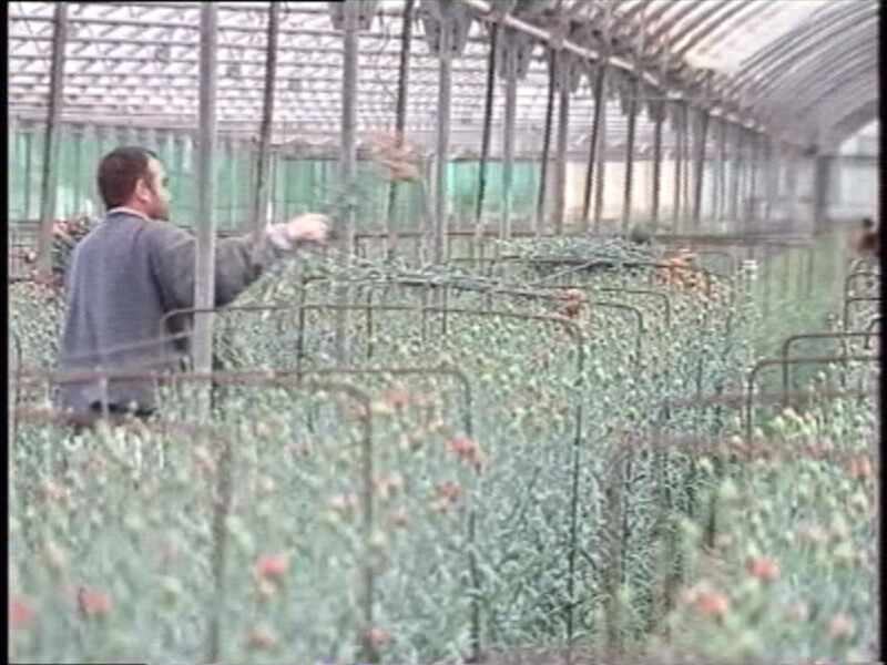 Ayuntamiento de Chipiona y COAG solicitan la ampliación del catálogo de materias activas permitidas en la floricultura