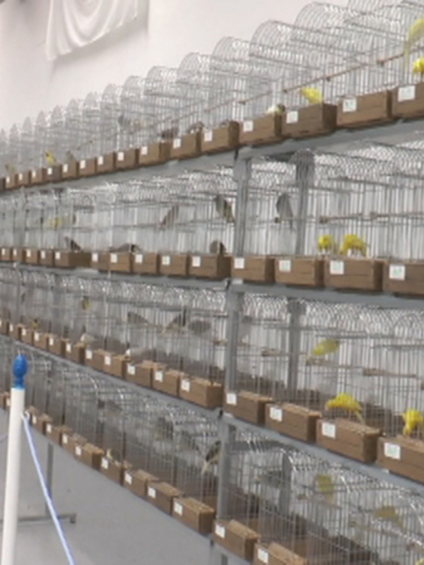 La cuarta edición de la Exposición Ornitológica Ciudad de Chipiona contará este año con casi 1.300 ejemplares  