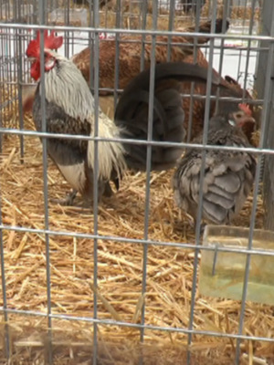 Gallinas en una jaula con paja.