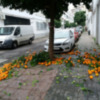 Comienza la recogida de naranjas en las calles de Sevilla