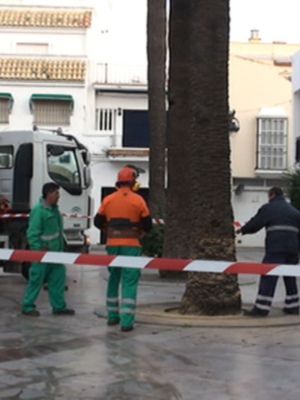 Medio Ambiente la tala otra palmera de la Plaza Juan Carlos I a causa del escarabajo picudo rojo 