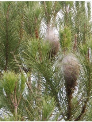 Una imagen de un árbol con ramas y hojas verdes, algunas de las cuales parecen ser huevos o nidos. El cielo está visible en el fondo, mostrando un día claro y soleado.