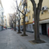 El fuerte viento provoca roturas y caídas de árboles y palmeras en Sevilla