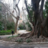 Árboles ejemplares de Sevilla