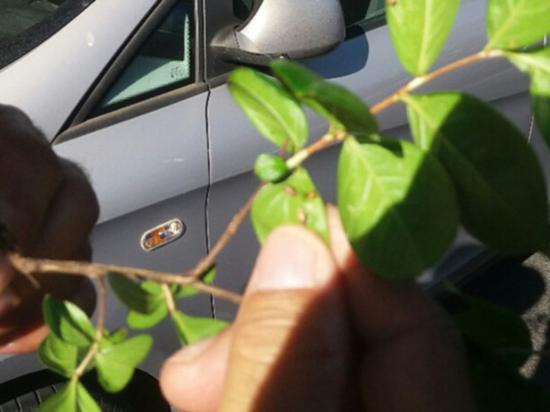Mano sosteniendo una rama con hojas verdes cerca de un coche.