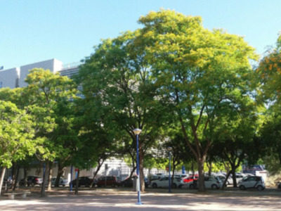 Florecen las Tipuanas en Sevilla