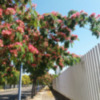 Florecen las Albizias en Sevilla