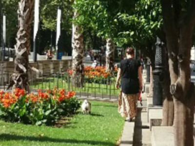 Animales domésticos en la vía pública