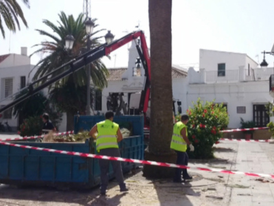 Otras tres palmeras son taladas en Juan Carlos I a causa de la plaga del escarabajo picudo rojo