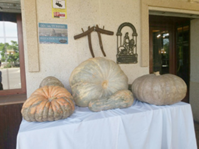 Las mejores calabazas de la provincia de Cádiz
