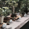 Rivera Garden se convirtió el pasado fin de semana en epicentro del mundo del bonsai con dos cursos prácticos y la exposición anual