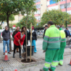 Los trabajos de plantaciones de nuevos árboles en la ciudad siguen por Casco Antiguo y Triana