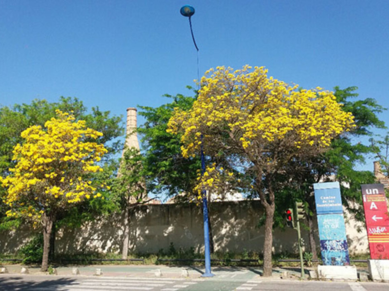 Árboles con flores amarillas en una calle, cielo azul claro.