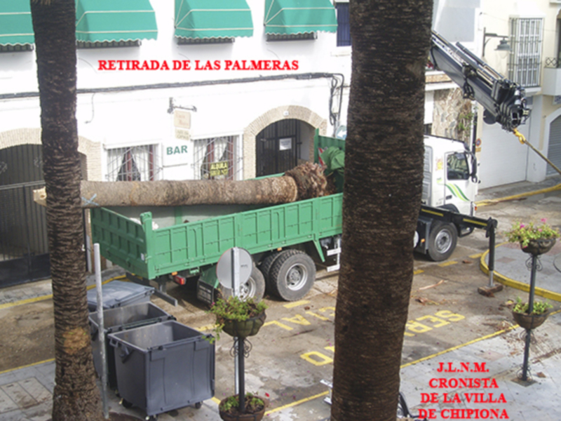 Las palmeras de la Plaza de la Iglesia de Chipiona