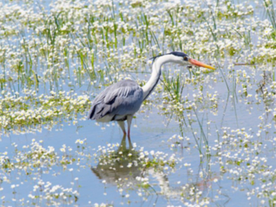 20 años del desastre ecológico de Aznalcóllar.